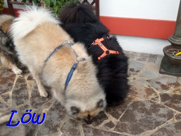 15.11.2020 -  Dwix und Howie beschnuppern mal alles